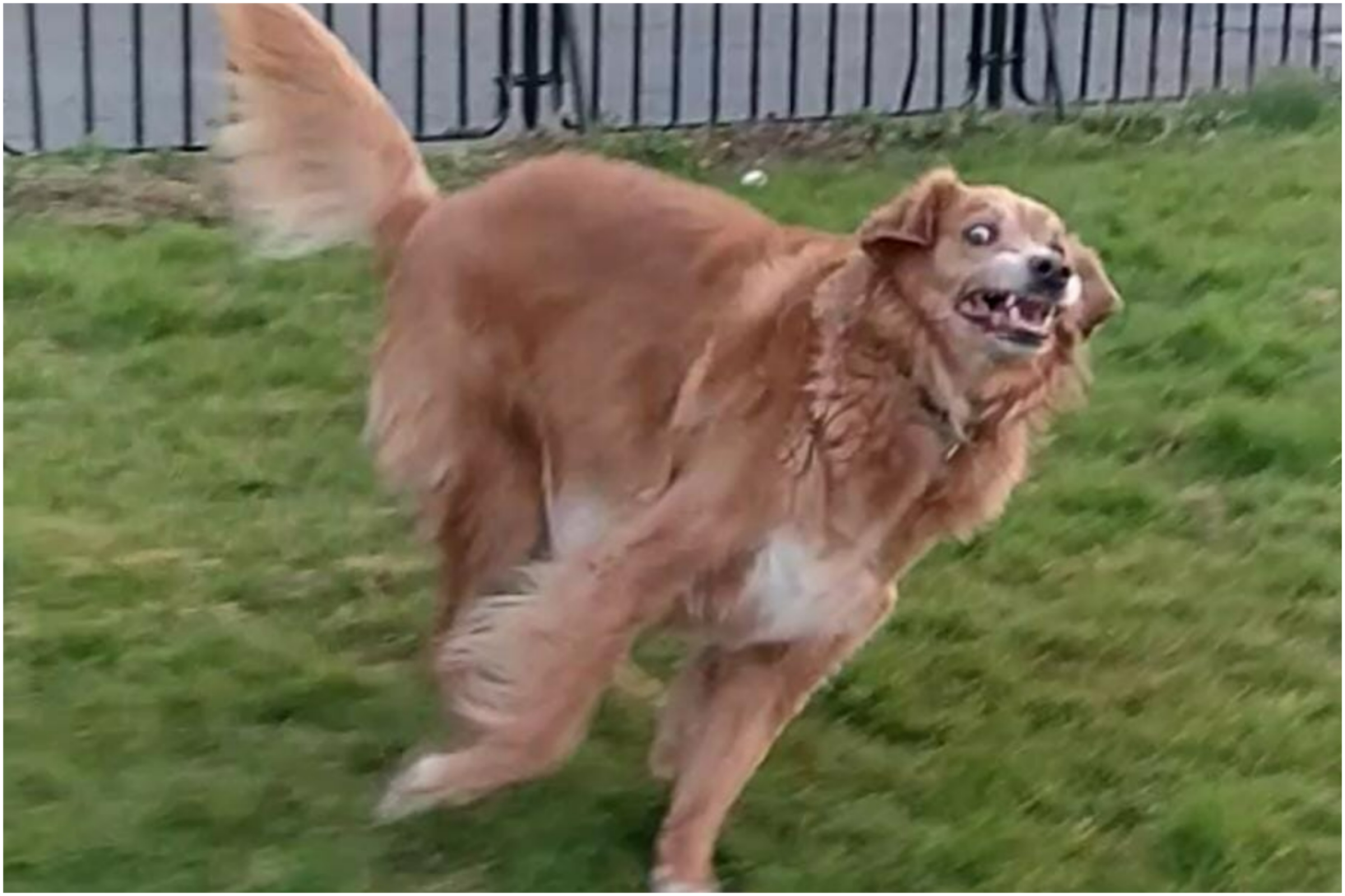 Dog's Hilarious Expression Perfectly Caught on Camera: 'Time of His Life'