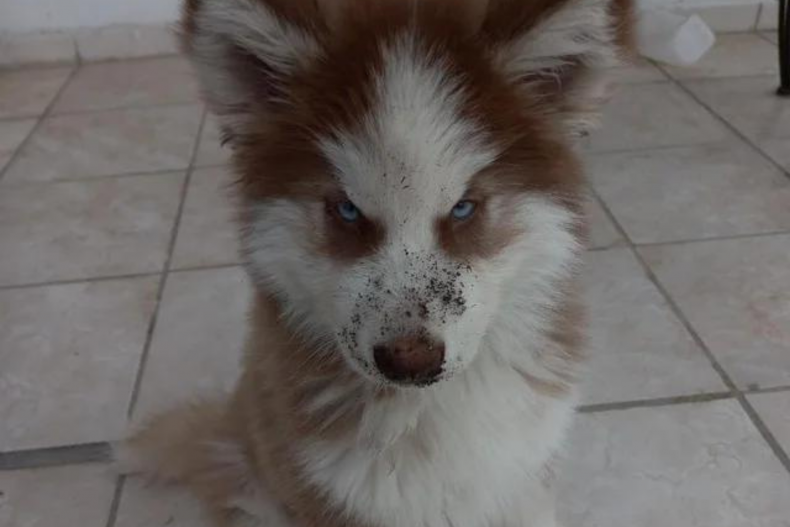 Bowser the dog digging in the garden