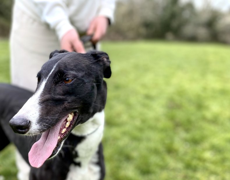 Whippet dog on a walk