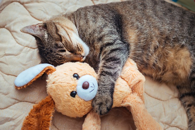 Cat cuddling with stuffed toy