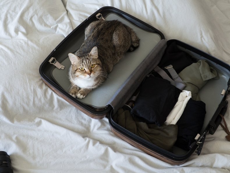 Cat ready to go on holiday