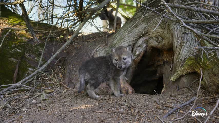 Wolves In Disney Minnesota Wolf Pups To Be Featured In New Disney+