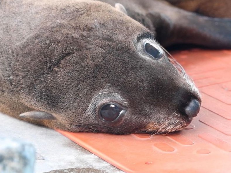 South American fur seal pup released