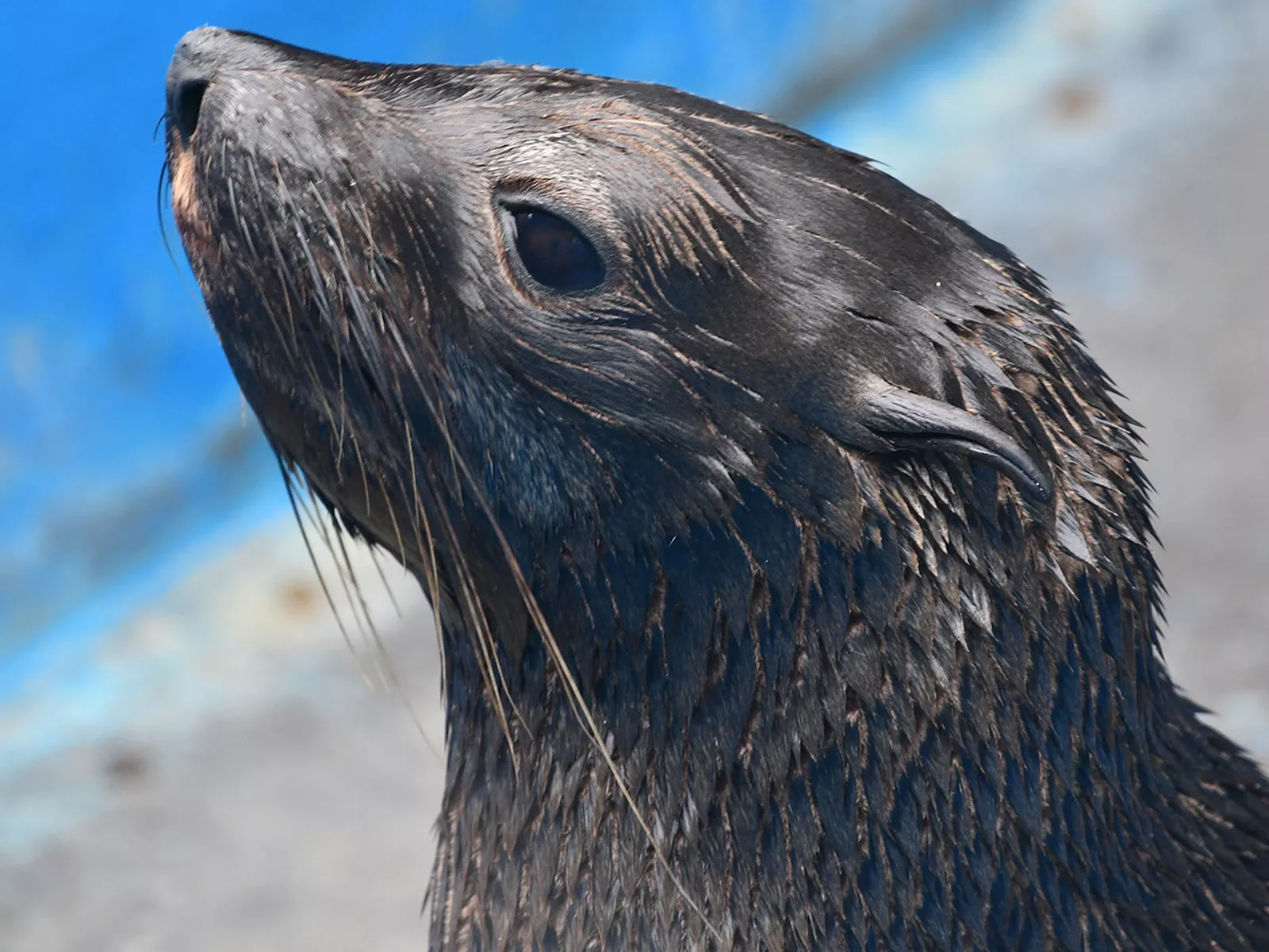 Shangle Pup Fur Seal Pup