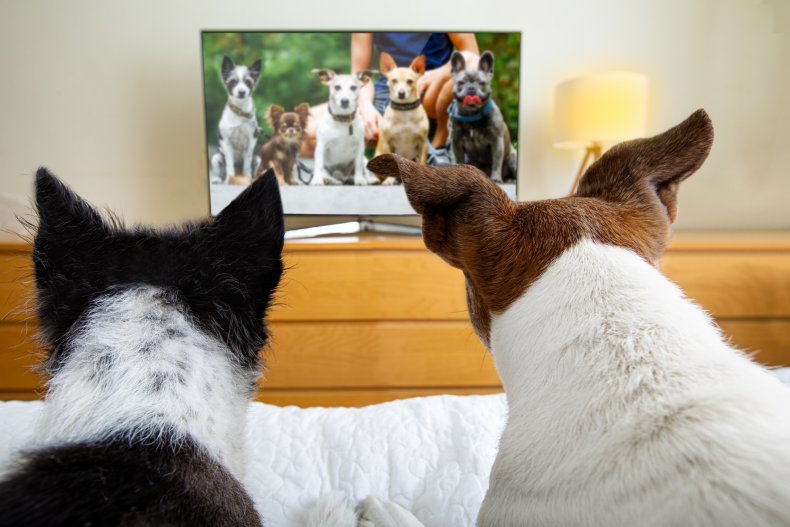 Two dogs watching other dogs on television.