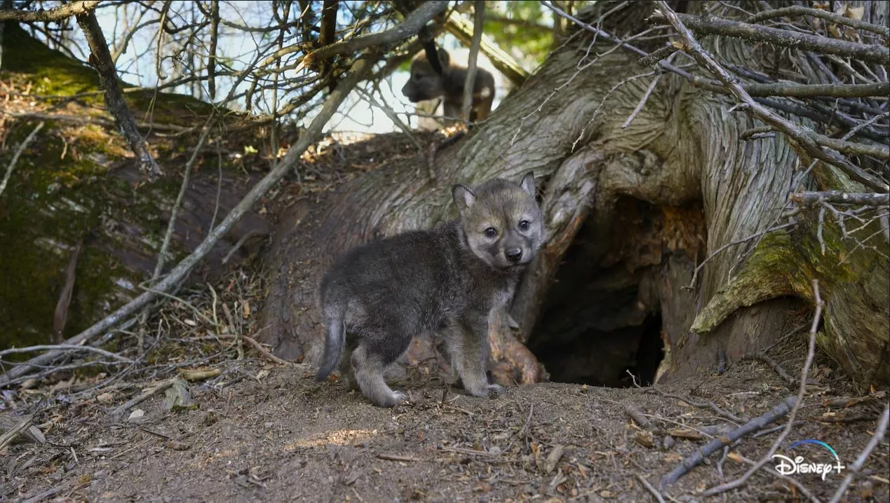 Wolf Pups Captured Exploring and Playing in Disney Plus Documentary Footage - Vimarsana News