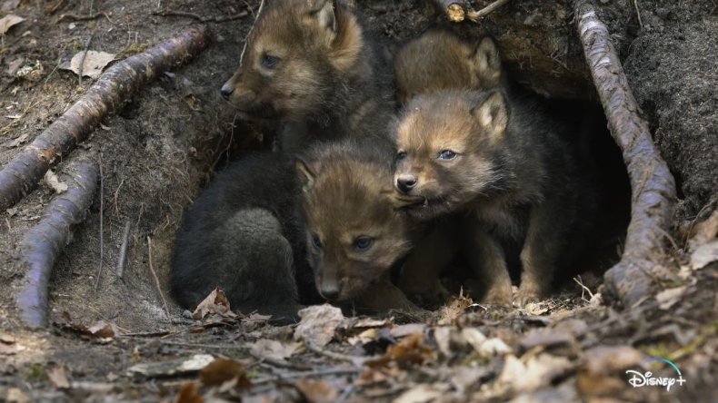 Wolf pups