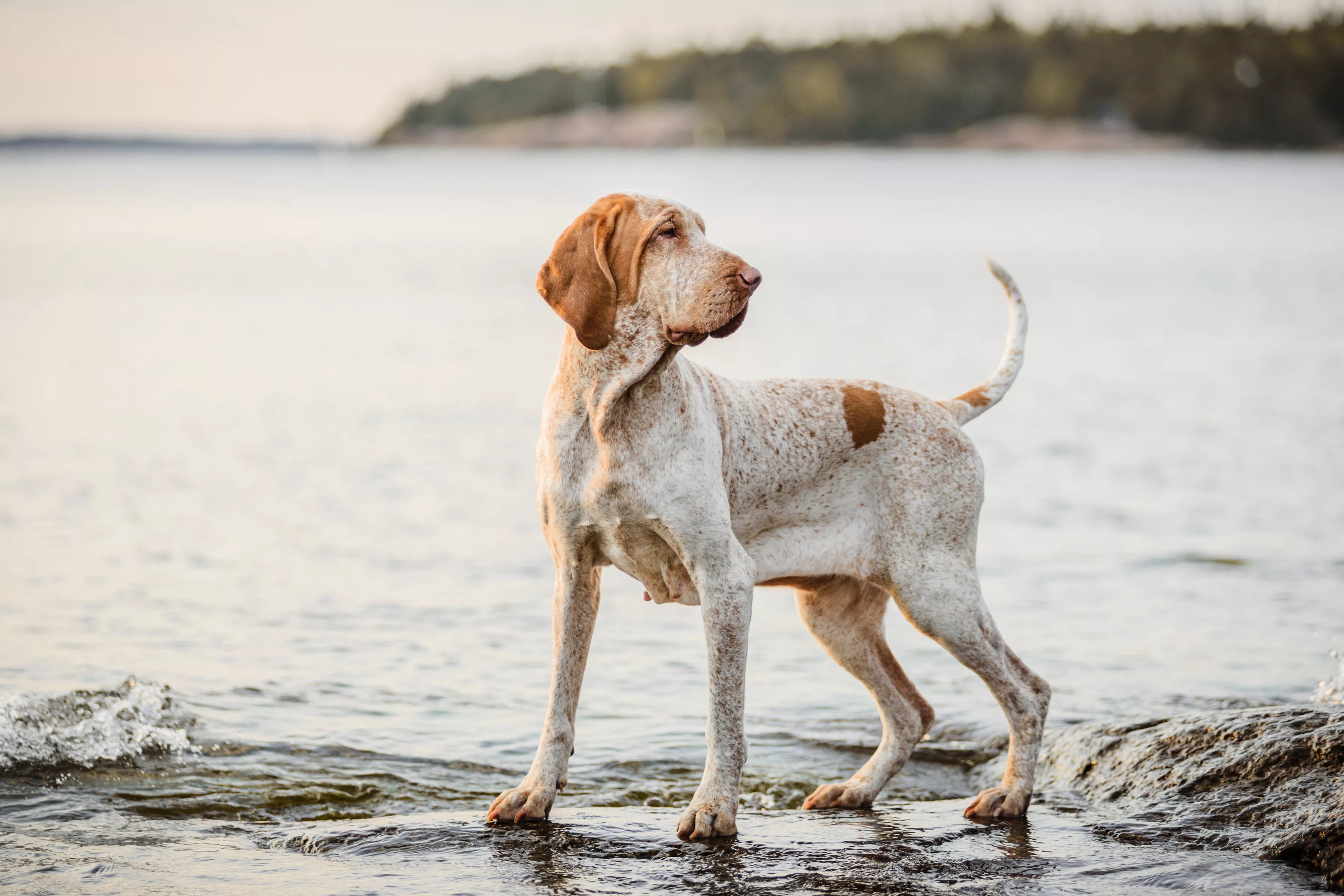 Bracco Italiano Becomes Newest Dog Recognized by American Kennel Club - Vimarsana News