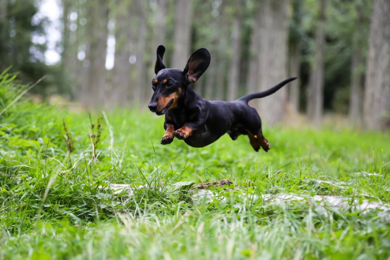 dog running through grass