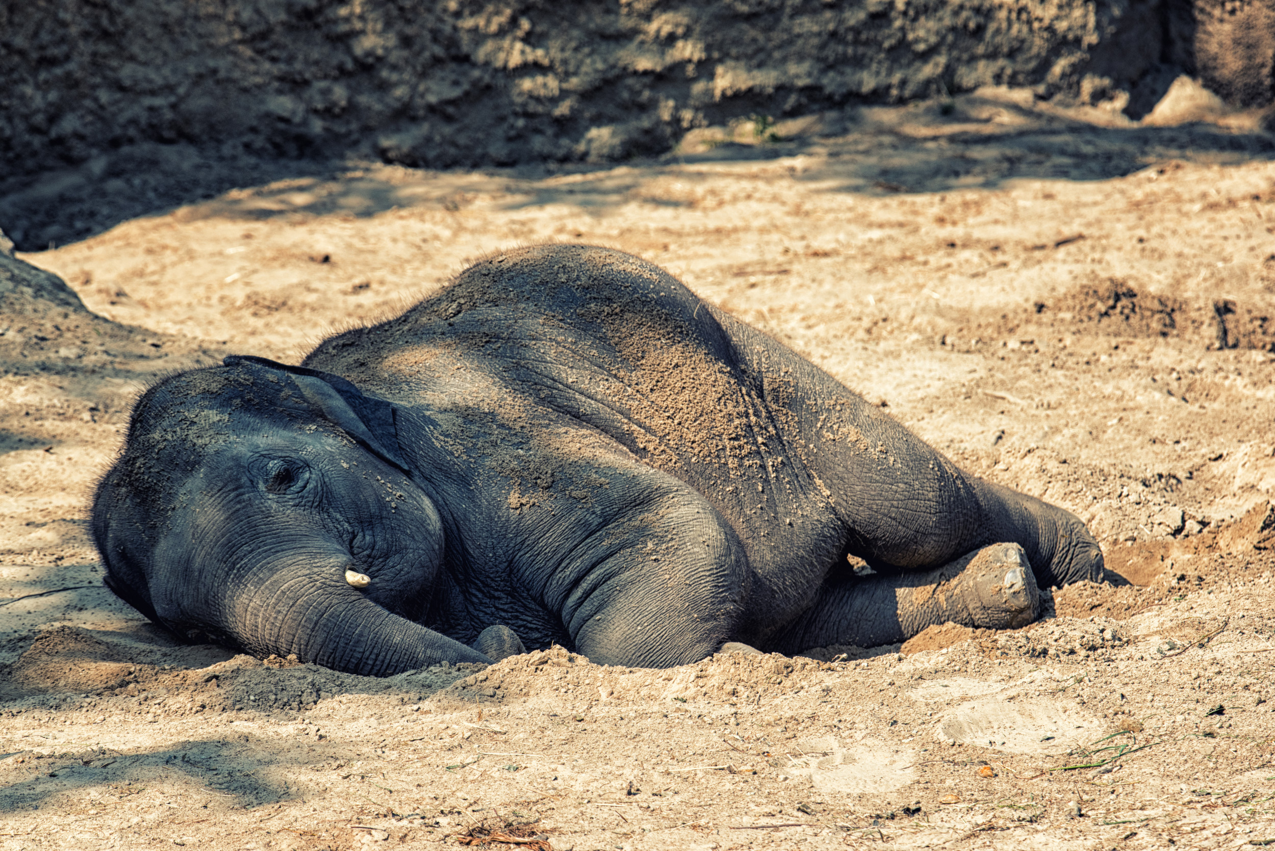 Mother Elephant Asks Keepers To Help Wake Calf In Adorable Video