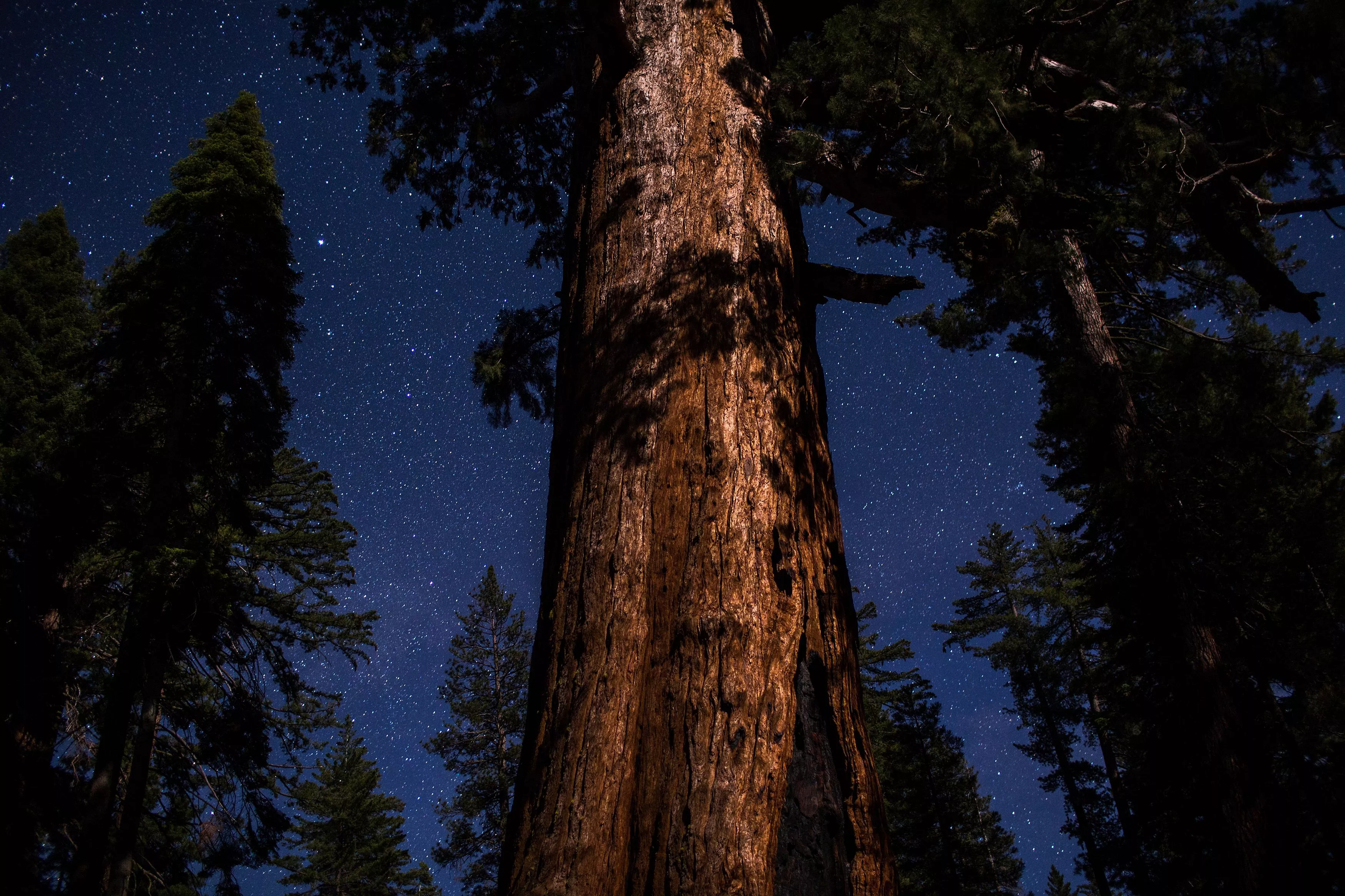 Famed Sequoia Grove at Yosemite Park Threatened by Growing Washburn Fire - Vimarsana News
