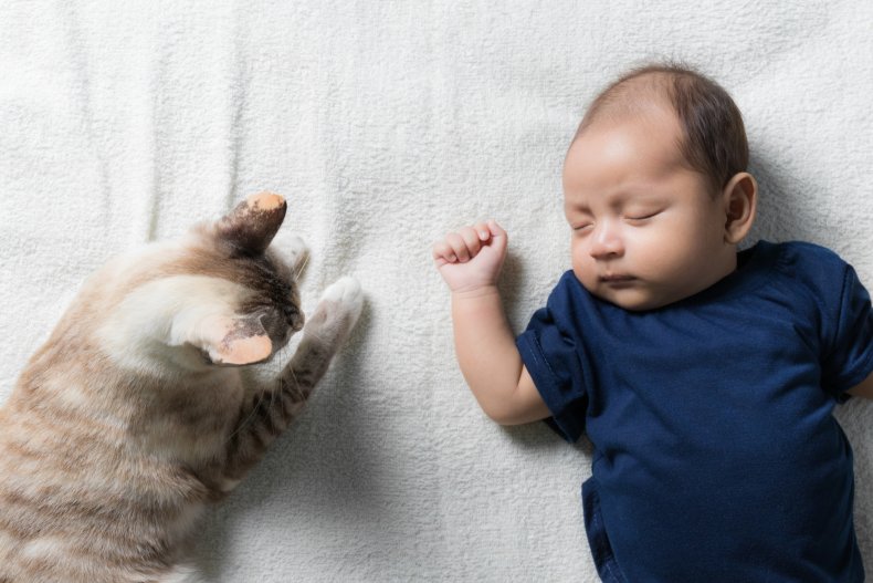 Cats Left ‘Petrified’ After Assembly Proprietor’s New child Child Appeal the Web