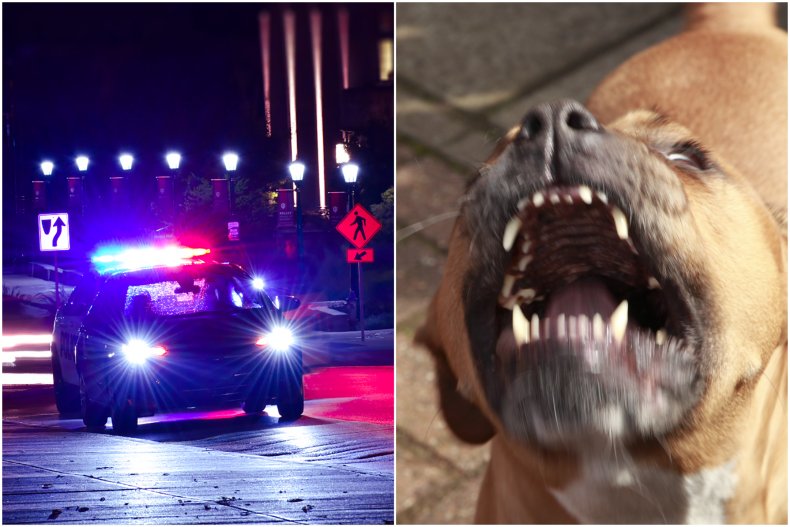 Split image of police car and dog