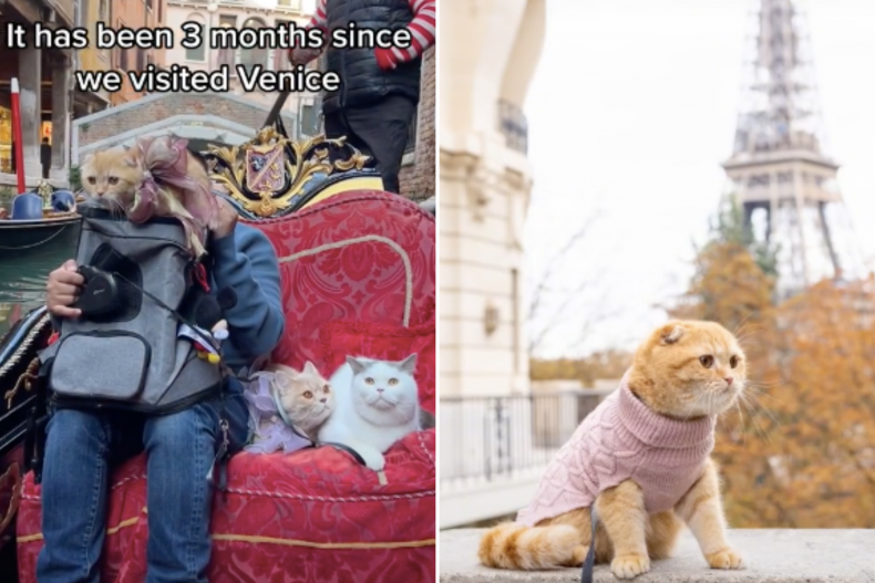 Cats travel the world together