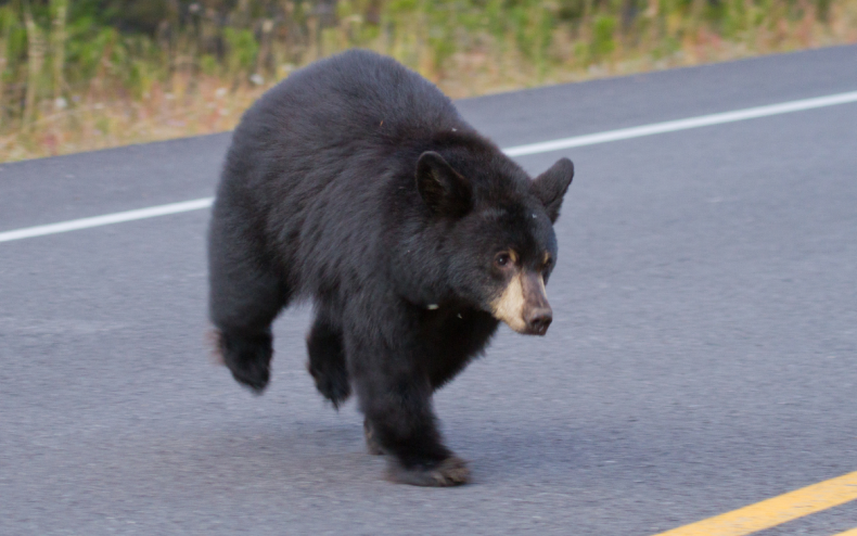 A black bear crossing the road.