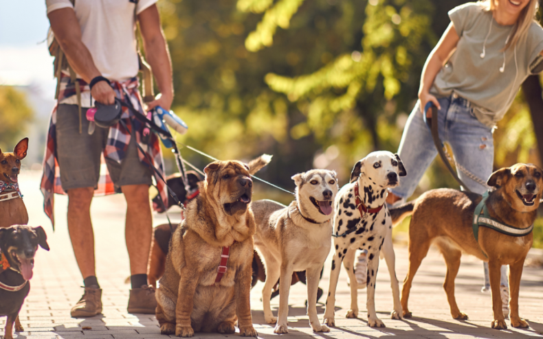 A group of dogs.