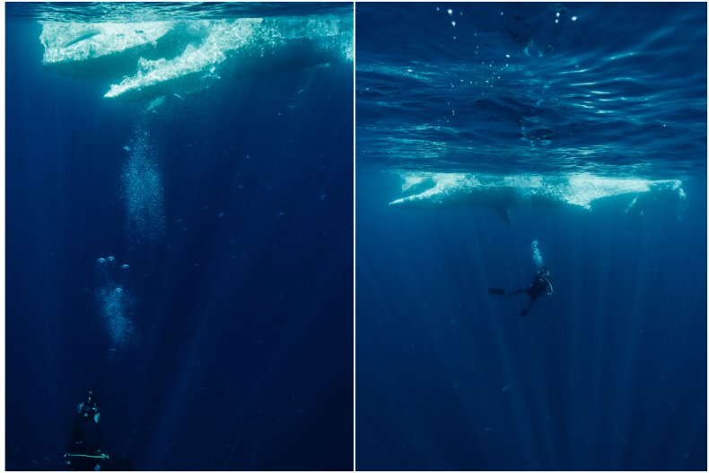Rotting carcass of humpback whale.