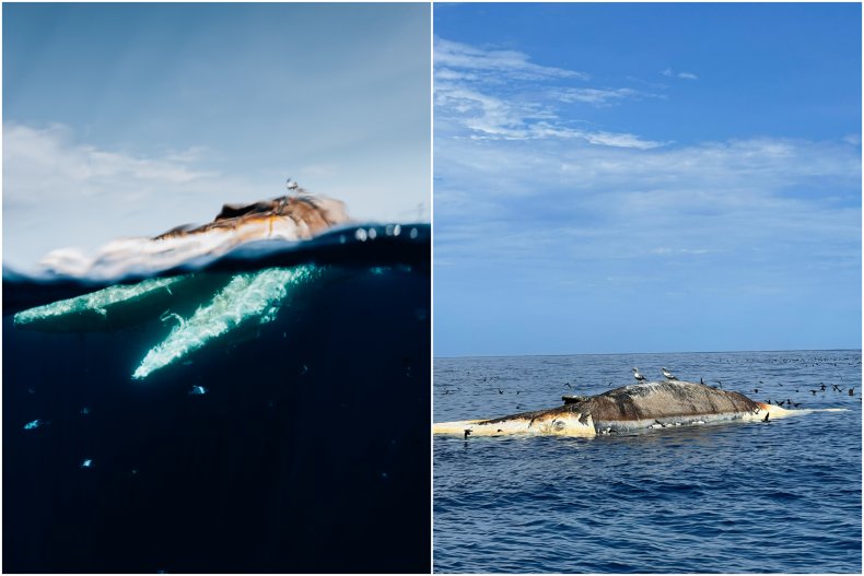 Rotting carcass of humpback whale.