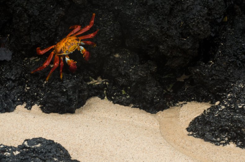 Galapagos
