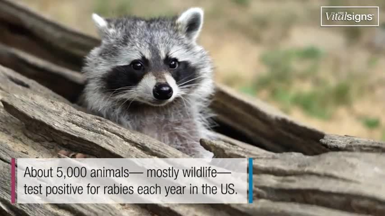 Rabid Fox Bites Dog Owner As Warning Issued To Vaccinate Pets Rabid Fox Bites Dog Owner As Warning Issued To Vaccinate Pets
