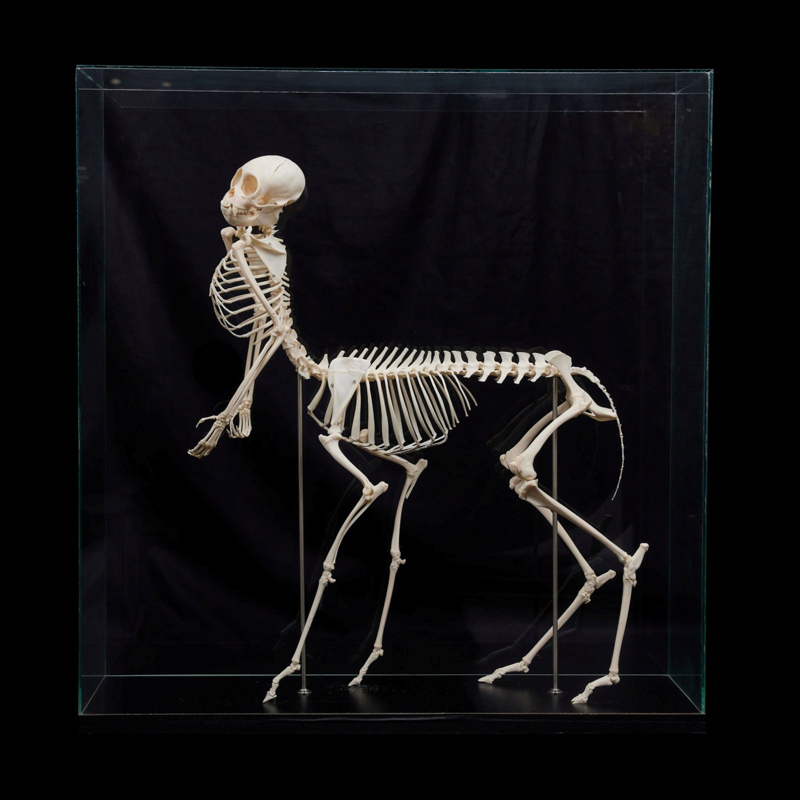 Real Megalodon Skeleton