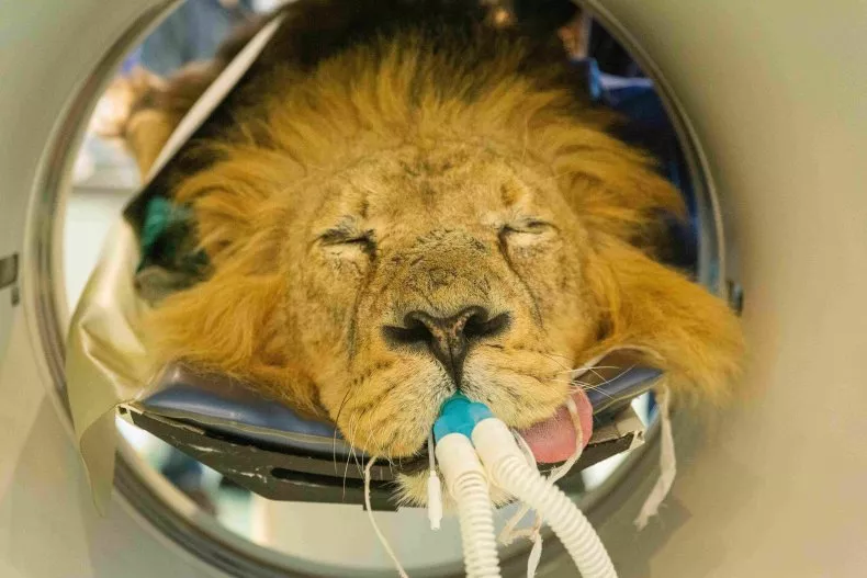 Lion Takes Cat Nap in CAT Scanner