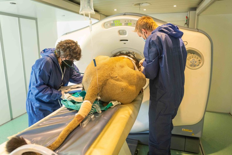 Bhanu gets CAT scan at London Zoo