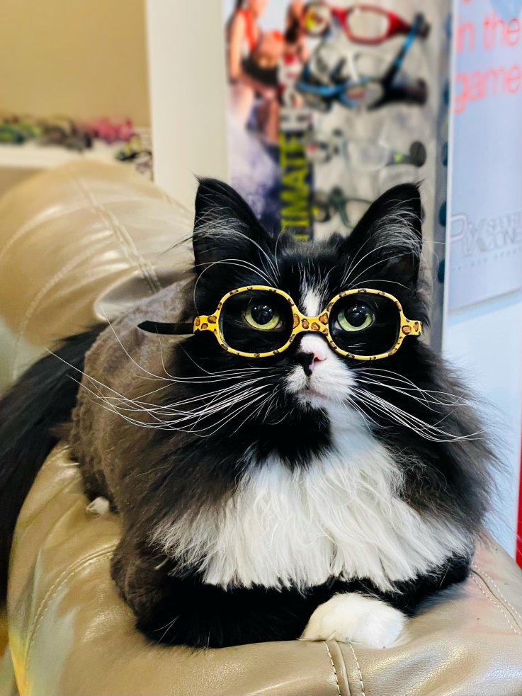 Truffles the cat wears glasses at optician's