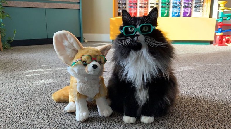 Truffles the cat wears glasses at optician's
