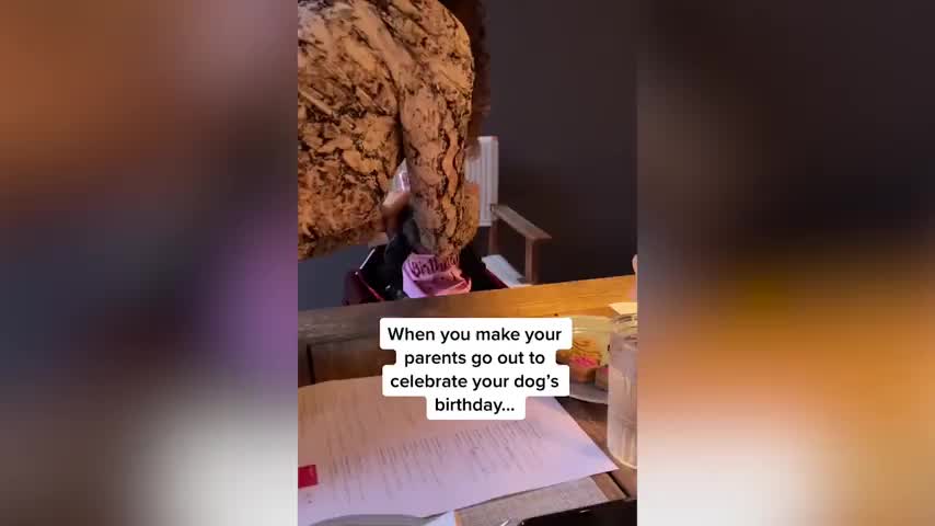 Dad S Reaction To Millennials Celebrating Dog S Birthday Is Priceless