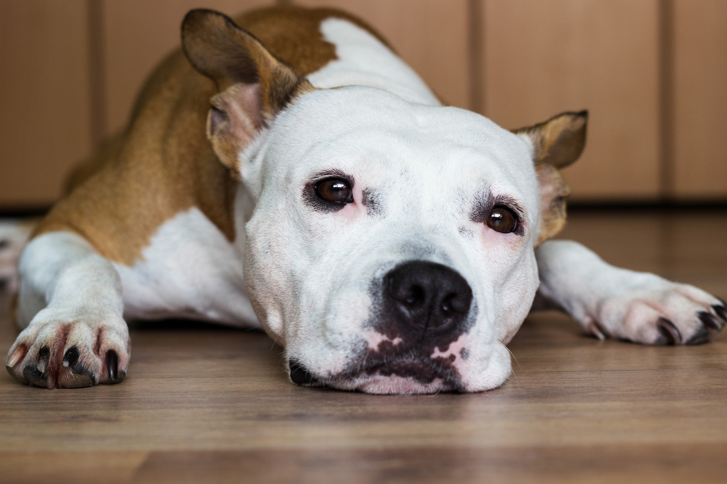 Dog Found Emaciated With No Ears In Ohio
