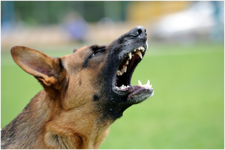 Stock image of a dog