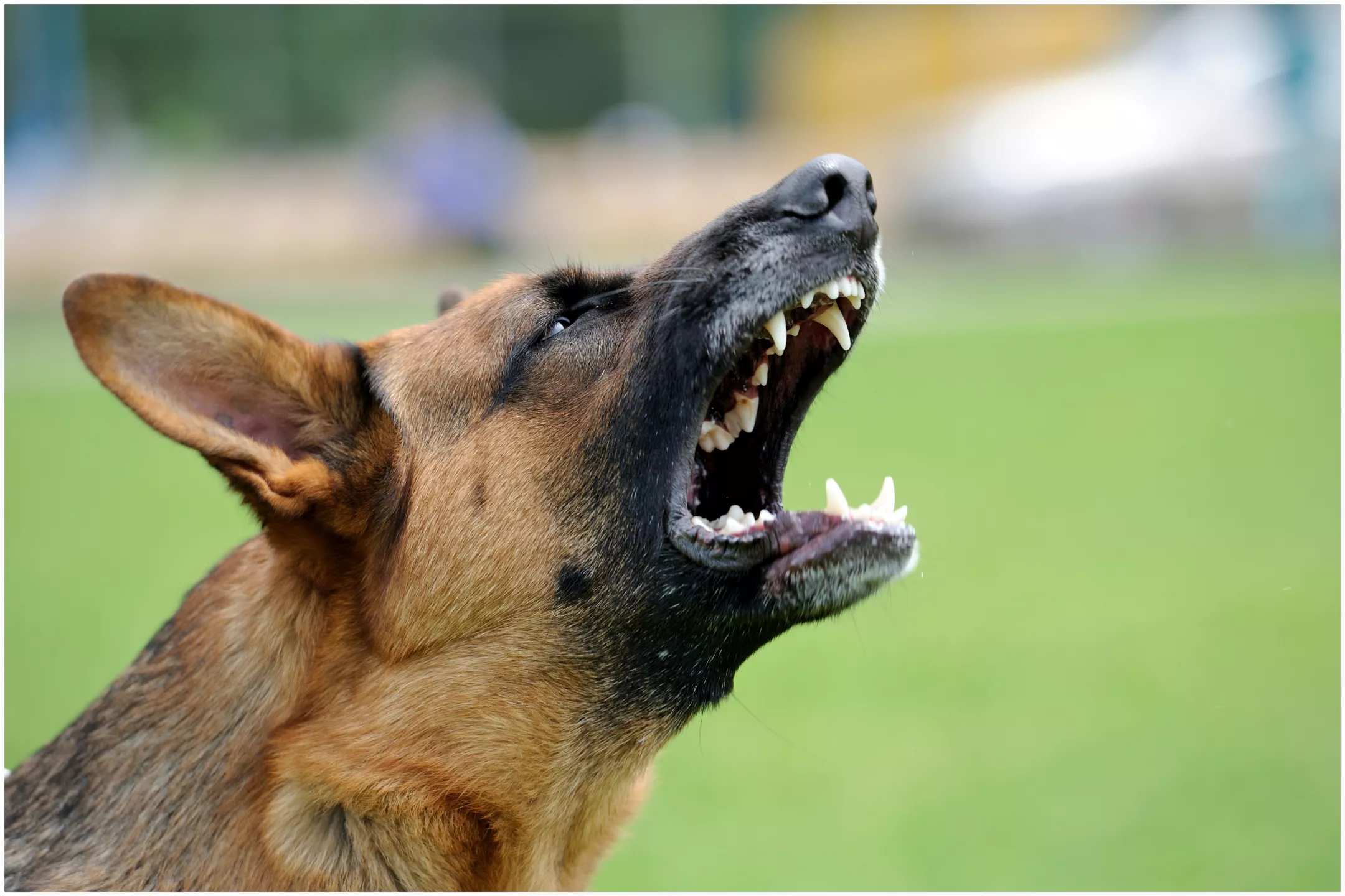Toddler Mauled To Death In Horrific Dog Attack: Police - Vimarsana News
