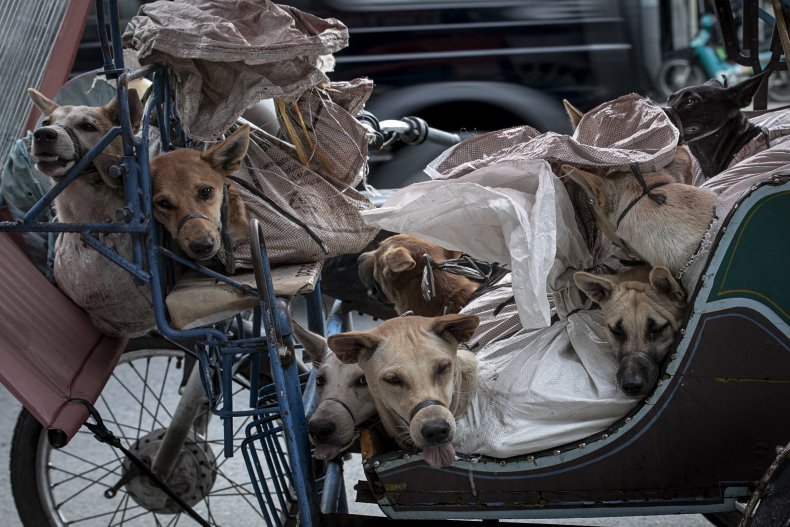 daging anjing indonesia