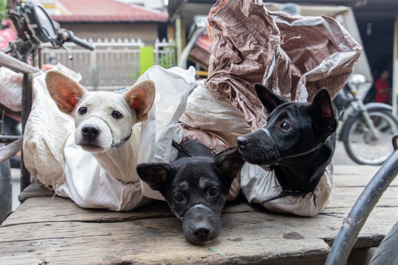 daging anjing indonesia