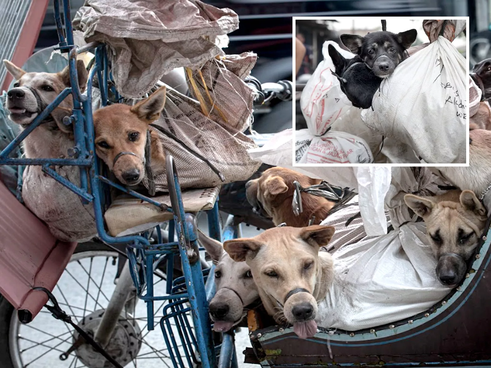 Dog Meat Porn - Dogs Dismembered and Sold for Meat at Indonesia Wet Markets, Despite Ban