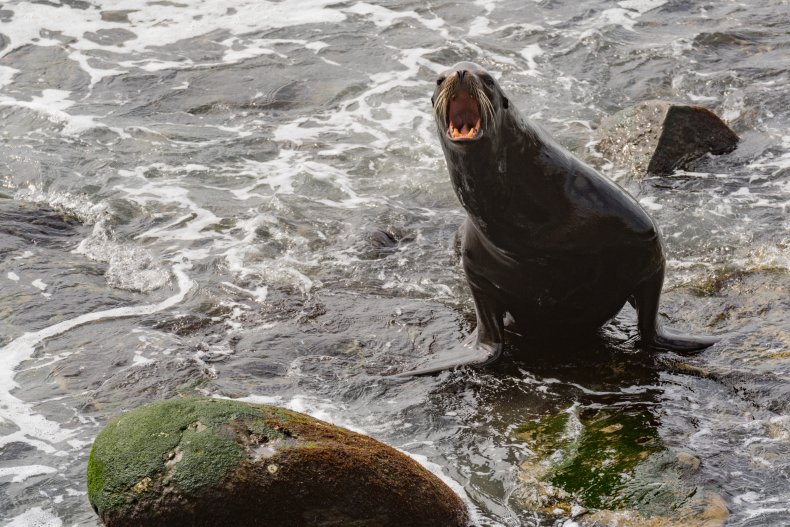 angry sea lion
