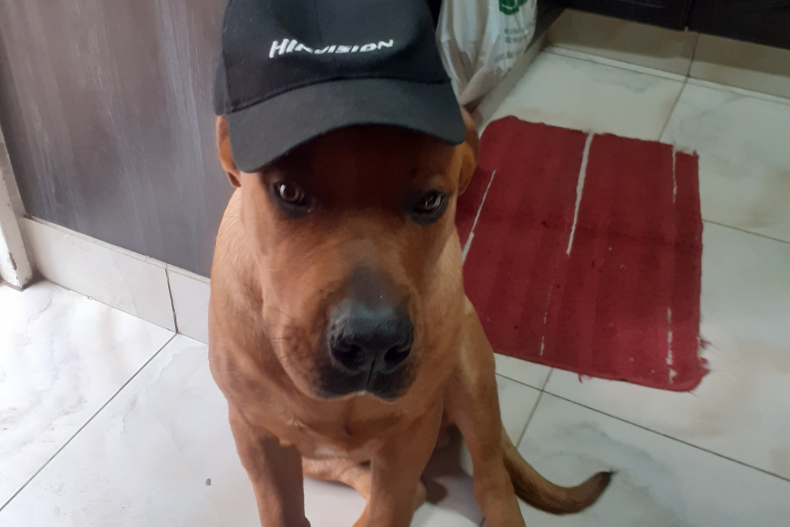 Max the dog — reader submission