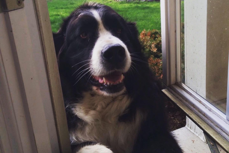 Mountain Dog — reader submission
