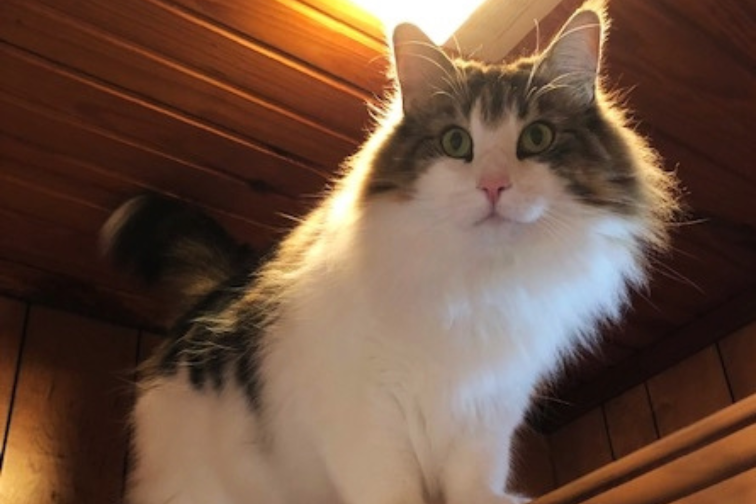 High-Fiving Cat From Kansas, Galveston, Wins Pet of the Week