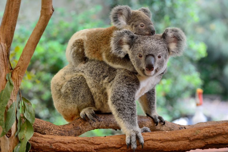 Koala and baby
