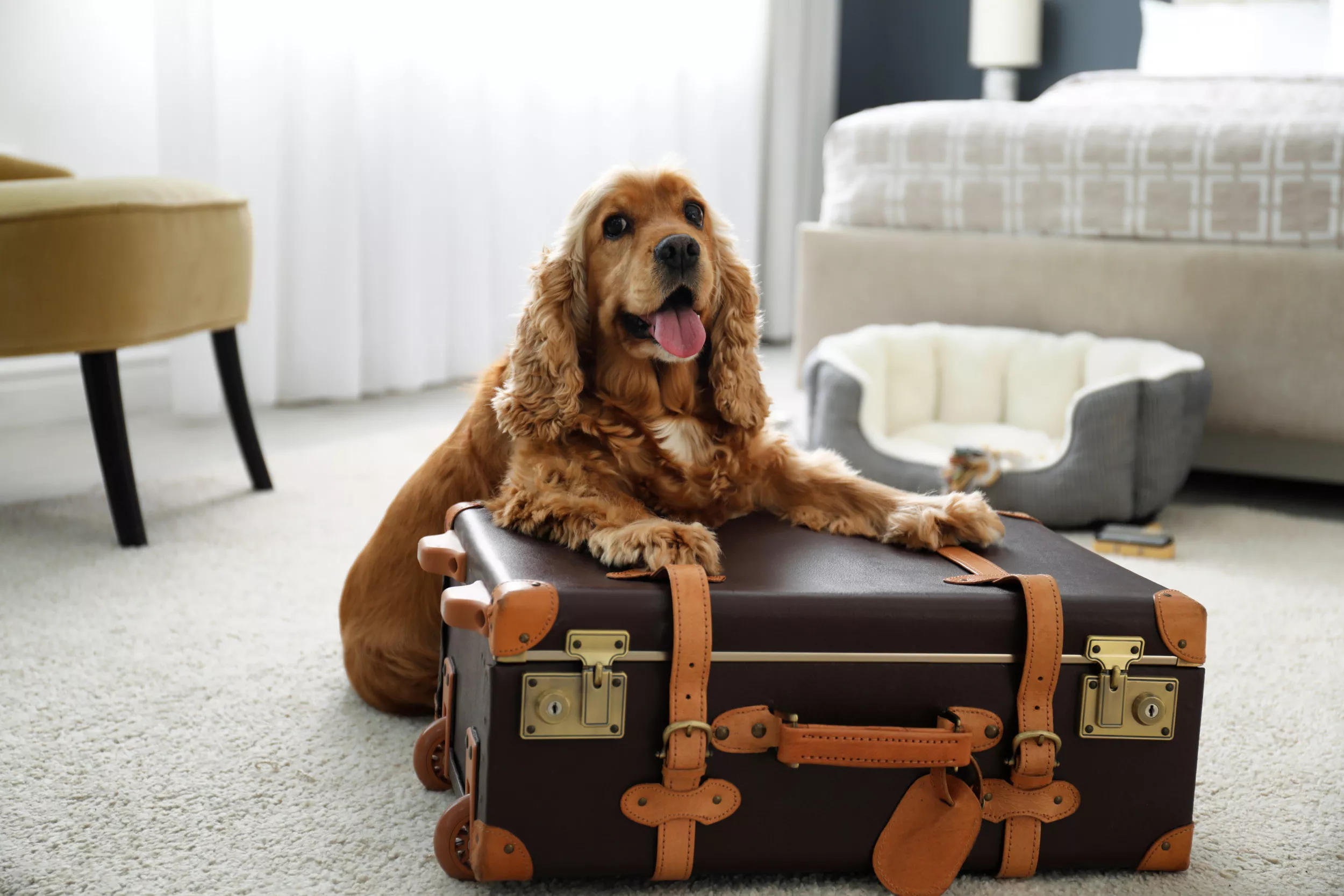 Spaniel Puppy Successfully Sneaked Into Dog-Free Hotel In Hilarious Video - Vimarsana News