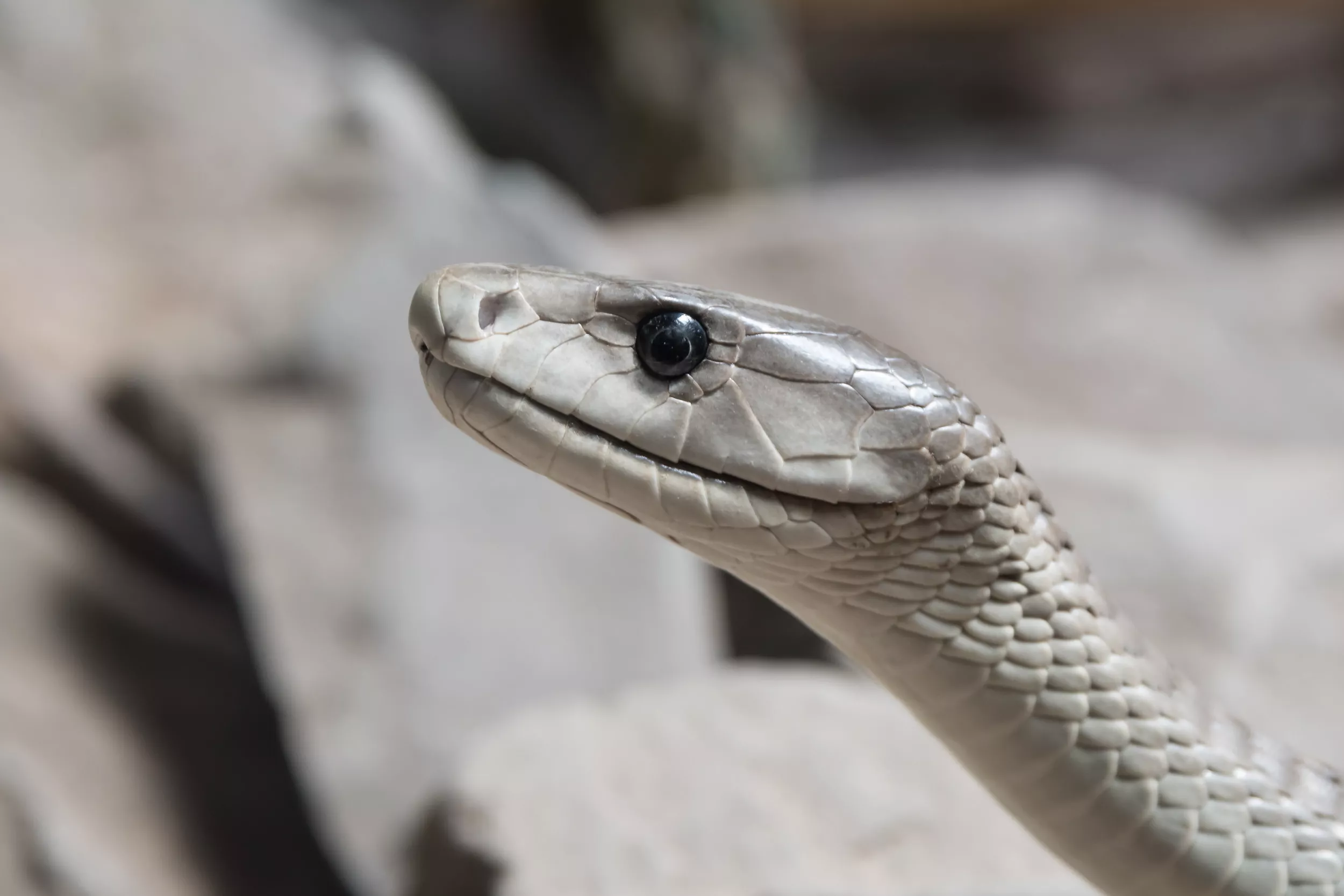 Black Mamba Rescued After Getting Stuck Inside Garden Fence - Vimarsana News