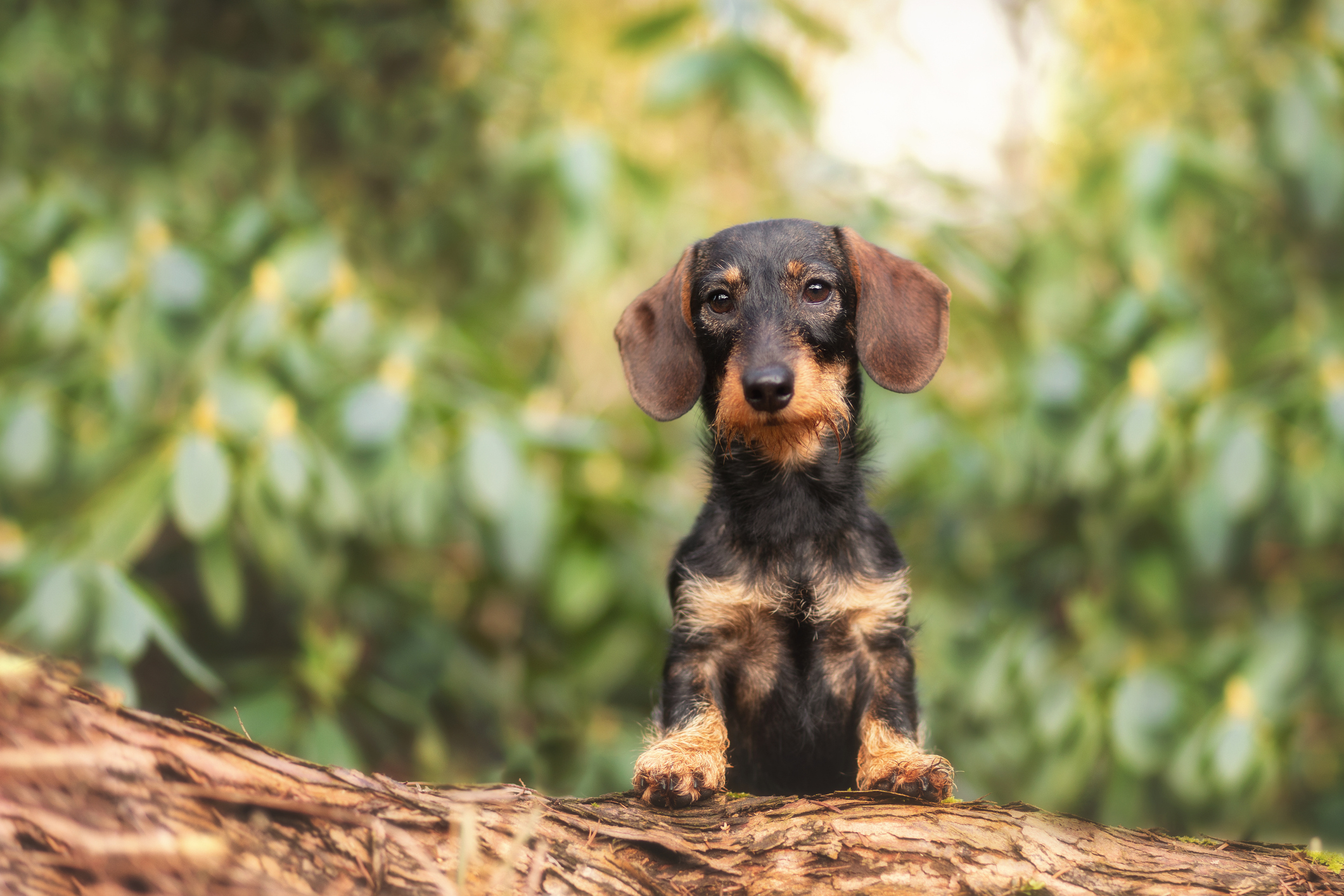 Sausage dachshund shop