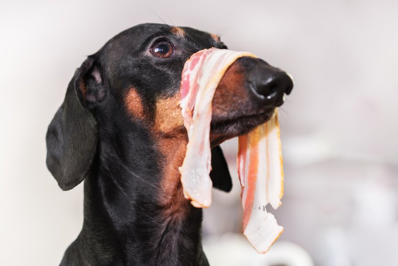dog and bacon