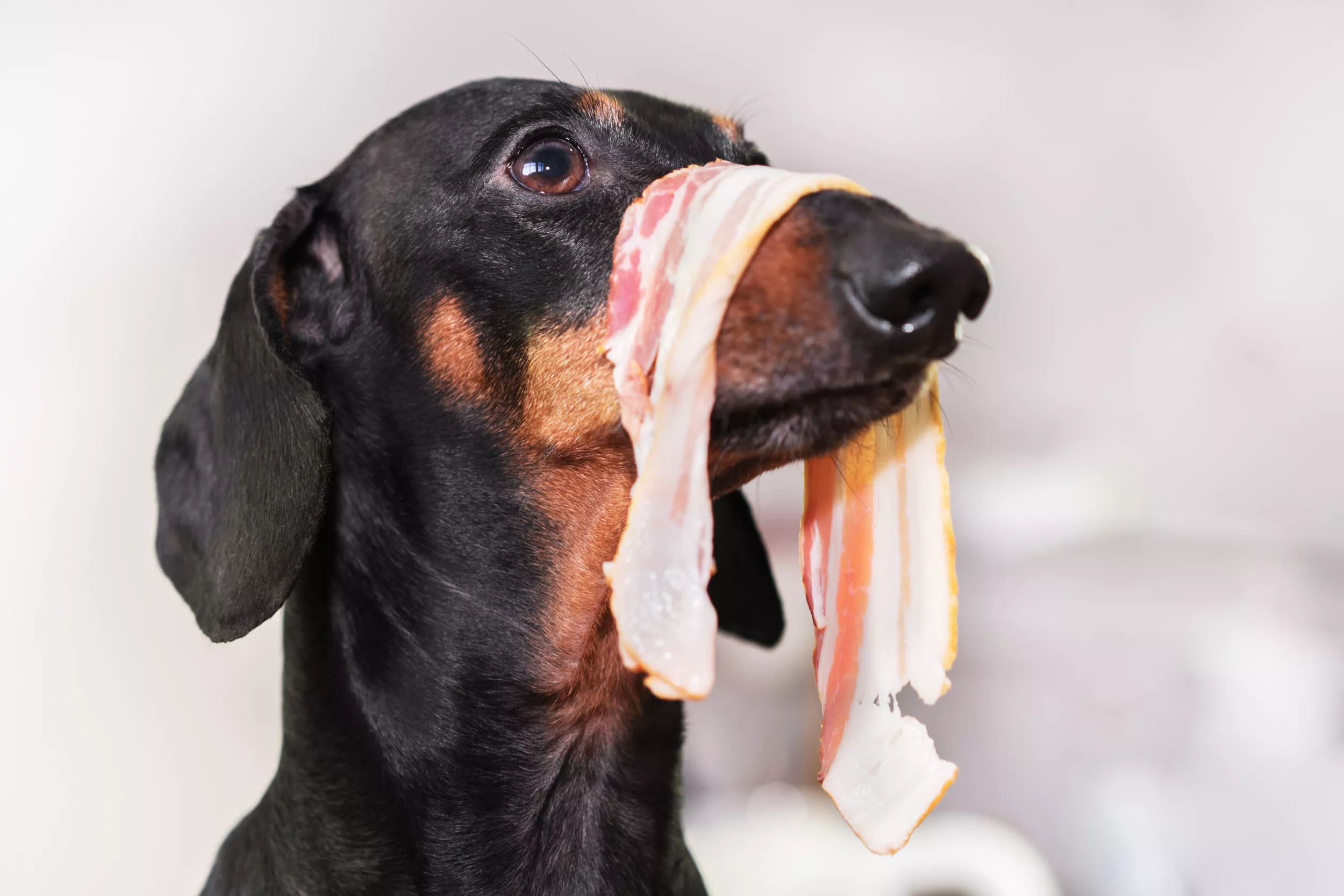 Dog Ignoring Owner After Spending 10 Days With 'Grandpaw' Delights Internet - Vimarsana News