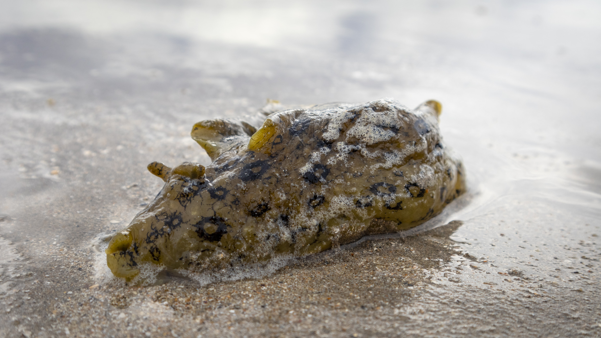 Alien' Sea Creatures Baffle Locals As They Wash Up on Beaches