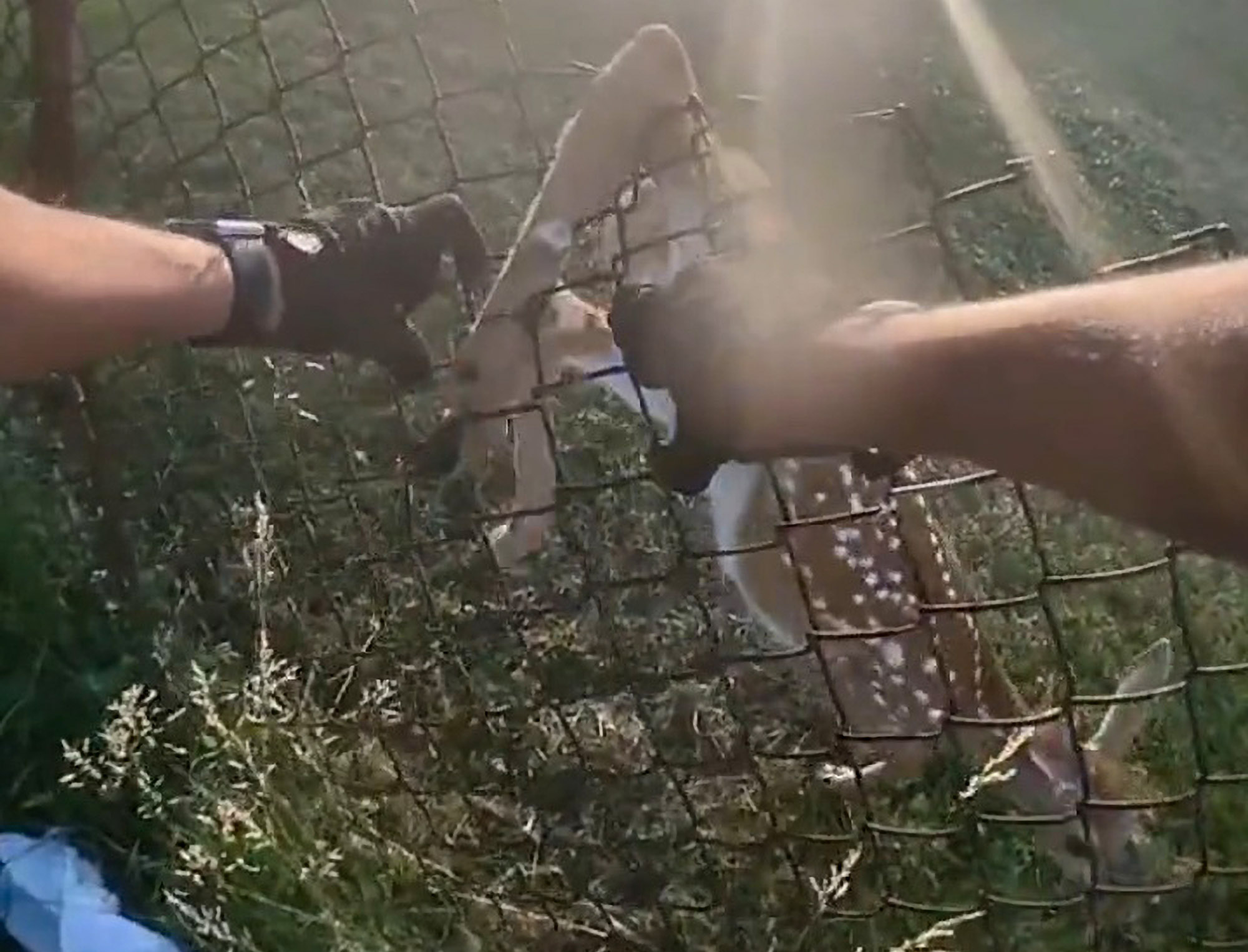 Watch Cops Rescue Baby Deer Trapped in Chain-Link Fence