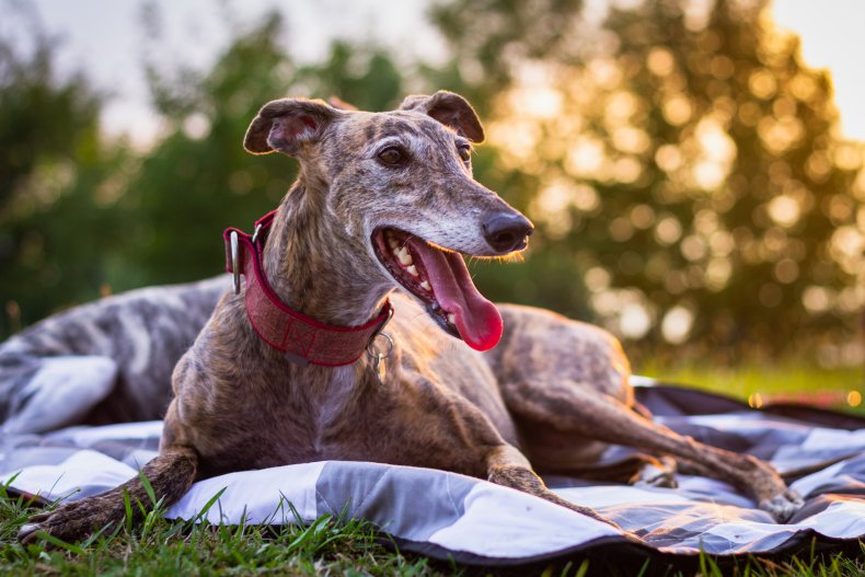 A greyhound dog pictured outdoors.