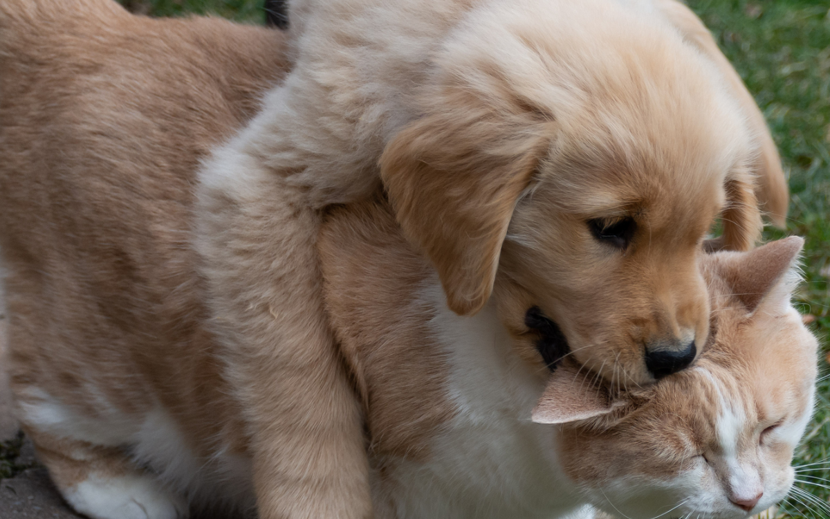 Golden Retriever Puppy Cuddles Up to Kitten Best Friend in Adorable Video